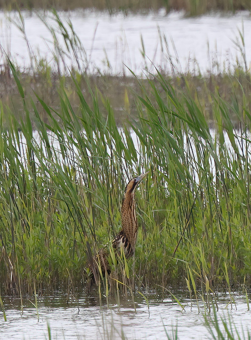 Bittern